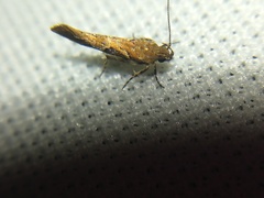 Aristotelia fungivorella