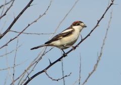 Lanius senator senator