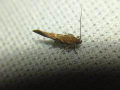 Aristotelia fungivorella