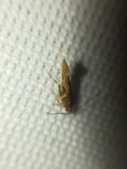 Aristotelia fungivorella
