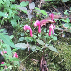 Centropogon urubambae