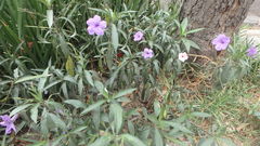 Ruellia lactea