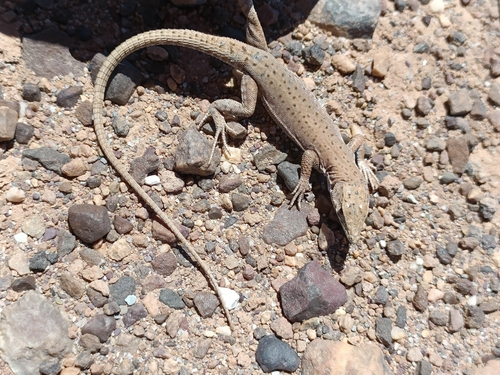 Desert Lacerta