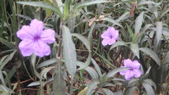 Ruellia lactea