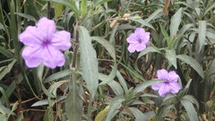 Ruellia lactea