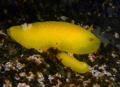 Doriopsilla fulva