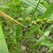 Grey Sedge - Photo (c) Josep Llovera, some rights reserved (CC BY-NC), uploaded by Josep Llovera