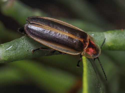 Micronaspis floridana
