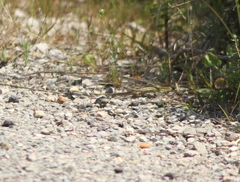 Psammodromus edwarsianus