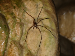 Heteropoda variegata