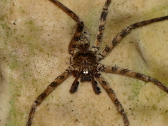 Heteropoda variegata