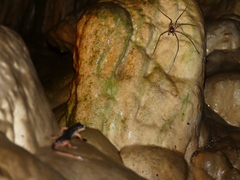 Heteropoda variegata