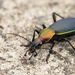 Carabus jankowskii quelpartianus - Photo (c) Lee Junyoung, some rights reserved (CC BY-NC), uploaded by Lee Junyoung