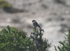 Spizella atrogularis