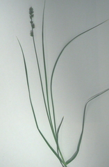 Carex leersii