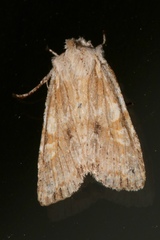 Lithophane bethunei