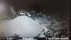 Spilogale angustifrons