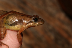 Ukinga River Frog photo 3