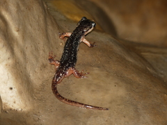 Lyciasalamandra atifi