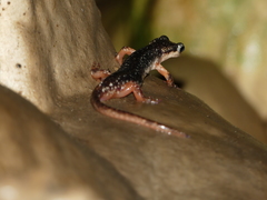 Lyciasalamandra atifi
