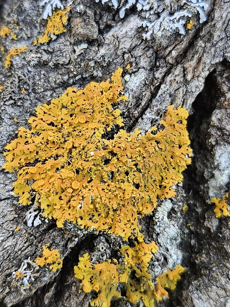 Xanthomendoza from Crystal Bay Township, MN, USA on May 6, 2024 at 09