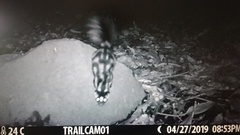 Spilogale angustifrons