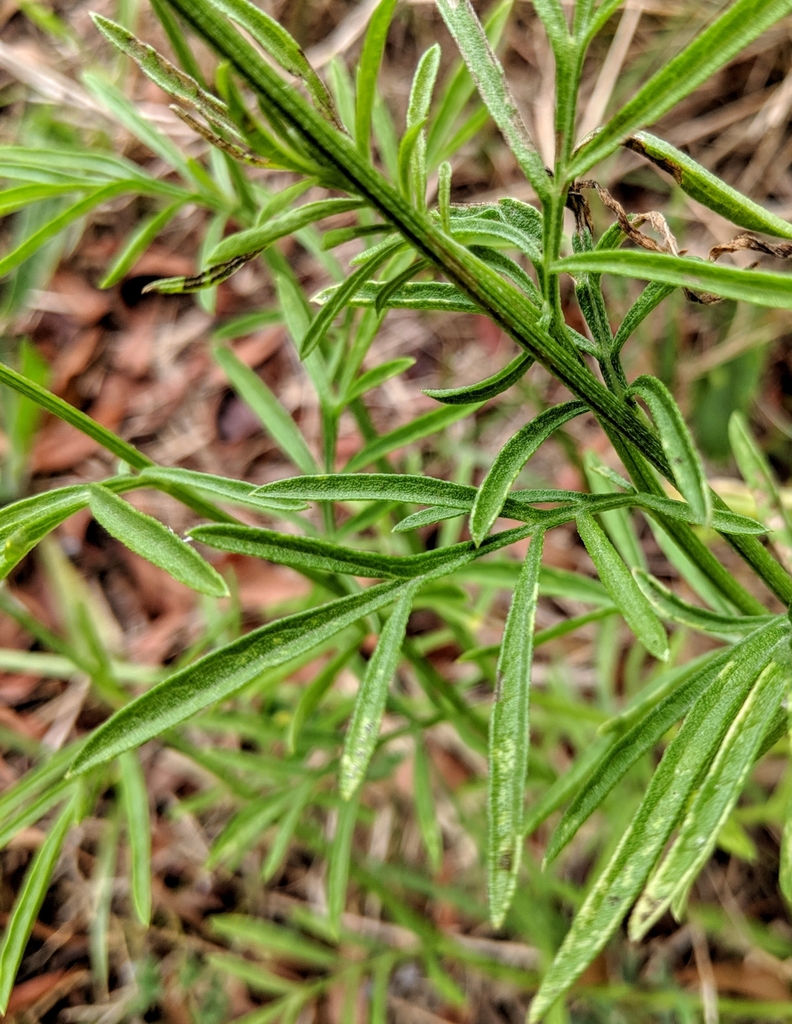 upright prairie coneflower