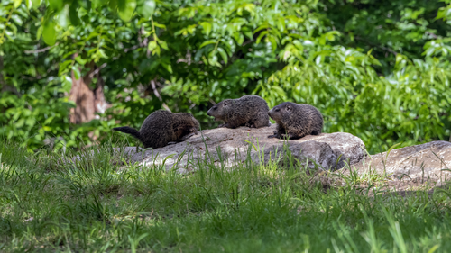 Groundhog photographed in Oklahoma