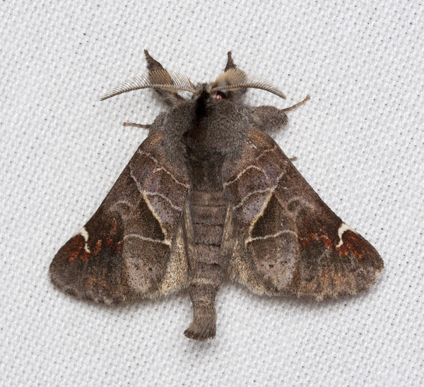 Clostera ornata