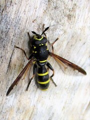 Sphiximorpha subsessilis