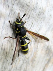 Sphiximorpha subsessilis