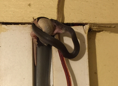 Boaedon fuliginosus