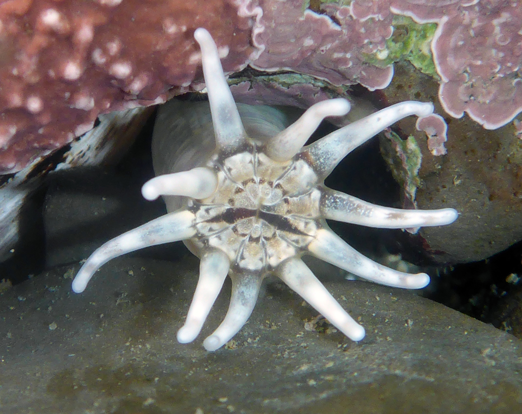 Burrowing Anemones