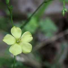 Linum sulcatum