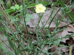 Linum sulcatum