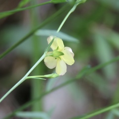 Linum sulcatum
