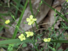 Linum sulcatum