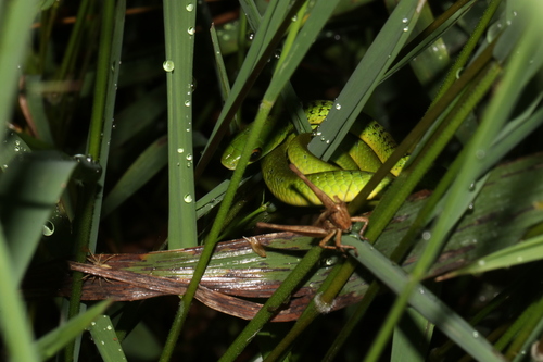 Western Green Snake