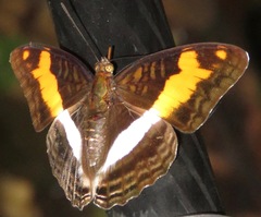 Adelpha jordani