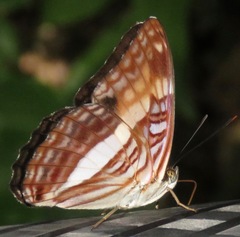 Adelpha jordani