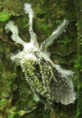 Akanthomyces tuberculatus