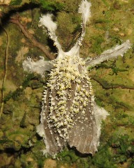 Akanthomyces tuberculatus