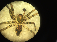 Dolomedes tenebrosus