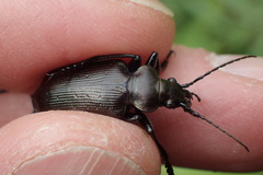 Calosoma inquisitor