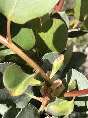Arctostaphylos patula