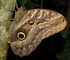 Caligo idomeneus