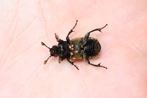 Vespillo Burying Beetle, 1771 Wieringerwerf, Nederland, photo 10 of 10