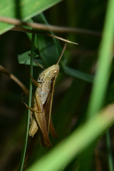 Dichromorpha prominula