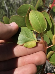 Arctostaphylos patula