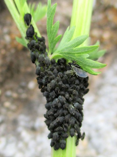Aphis sanguisorbae